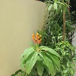 Aloe Apart 3* מרמריס
