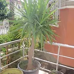 מלון Aloe Apart