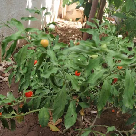 מלון Aloe Apart 3*