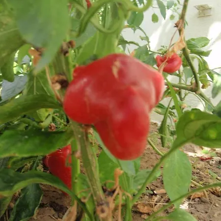 Aloe Apart מלון 3*