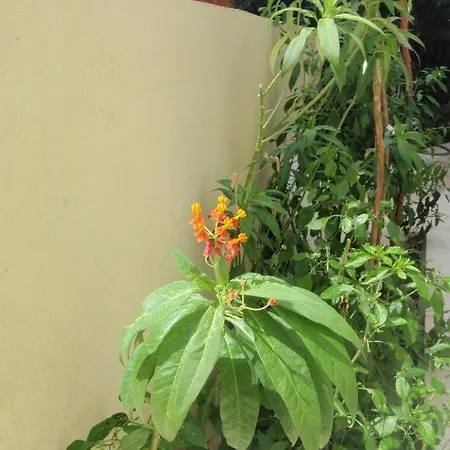 Aloe Apart 3* מרמריס