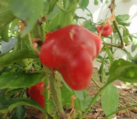 Aloe Apart Szálloda 3*