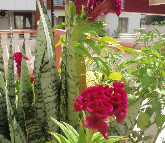 Szálloda Aloe Apart Marmaris